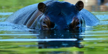 Au Sénégal, l’hippopotame est-il voué à disparaître ?