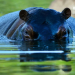 Au Sénégal, l’hippopotame est-il voué à disparaître ?