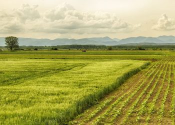 La diversité, solution à l’insécurité alimentaire en Afrique