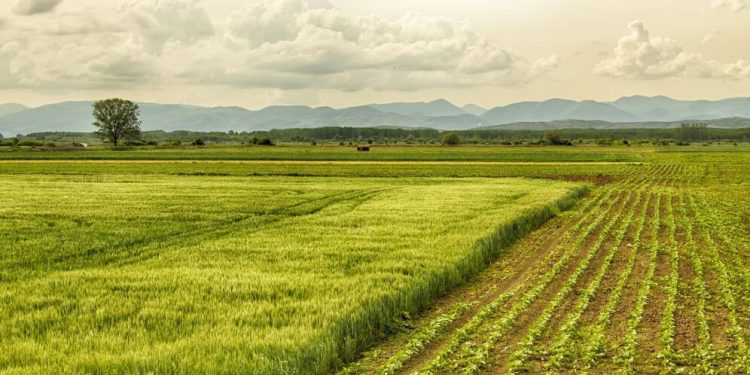 La diversité, solution à l’insécurité alimentaire en Afrique