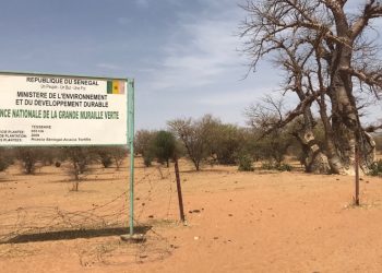 La Grande muraille verte enfin en passe d’accélérer ?