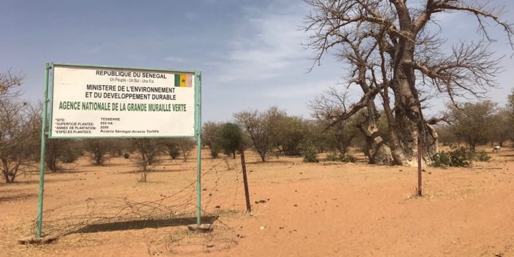 La Grande muraille verte enfin en passe d’accélérer ?