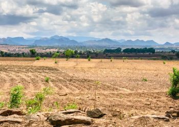 Comment les sécheresses influent sur la déforestation