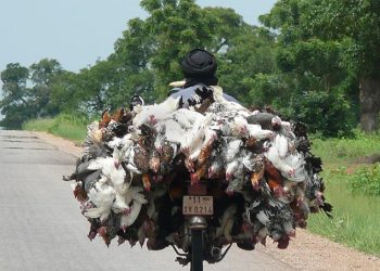 Le « poulet bicyclette » peut-il mettre fin à la suprématie du « poulet morgue » ?