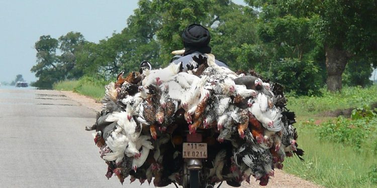 Le « poulet bicyclette » peut-il mettre fin à la suprématie du « poulet morgue » ?