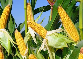 RDC : le maïs, un argument électoral de taille