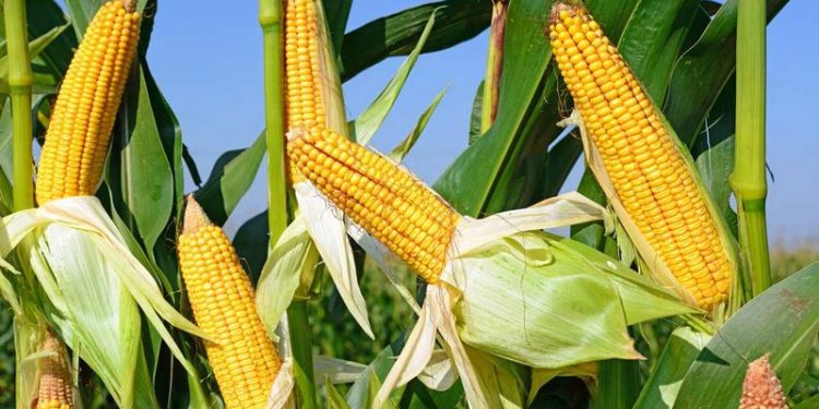 RDC : le maïs, un argument électoral de taille