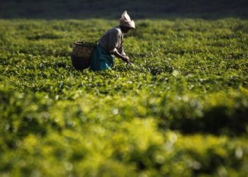 Les engrais, au cœur des préoccupations africaines