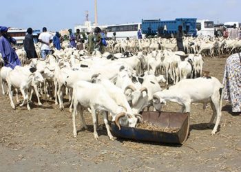 Tabaski : choisir son mouton au Sénégal, mode d’emploi