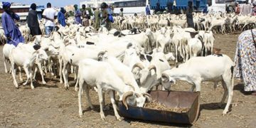 Tabaski : choisir son mouton au Sénégal, mode d’emploi