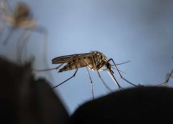 Sénégal : le chikungunya sévit dans le pays