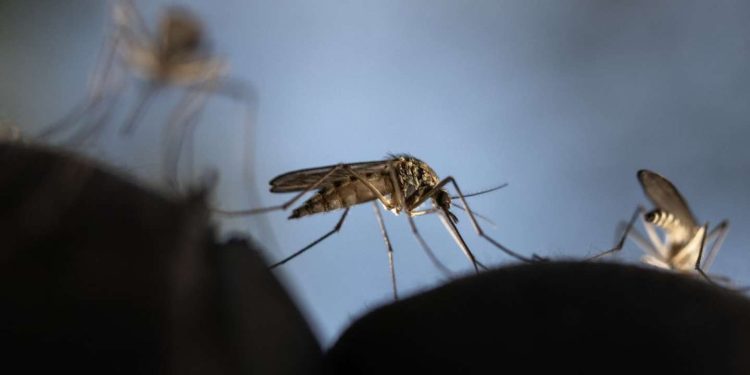 Sénégal : le chikungunya sévit dans le pays