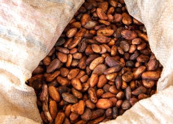 Quand le boom du cacao au Liberia pousse à la déforestation