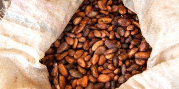 Quand le boom du cacao au Liberia pousse à la déforestation