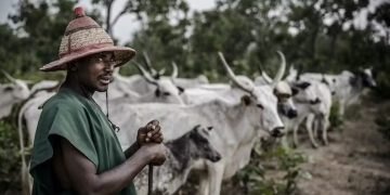 Les règles de la Cedeao visant à protéger les éleveurs découragent les investissements dans l’élevage moderne