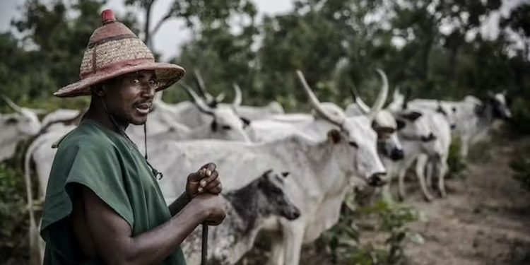 Les règles de la Cedeao visant à protéger les éleveurs découragent les investissements dans l’élevage moderne