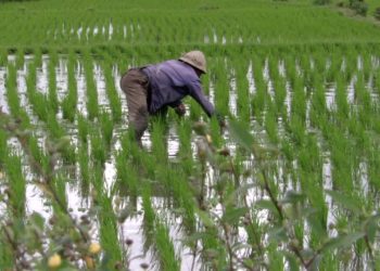 En Guinée, les vertus du « riz de boue » qui pousse dans les mangroves