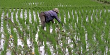 En Guinée, les vertus du « riz de boue » qui pousse dans les mangroves