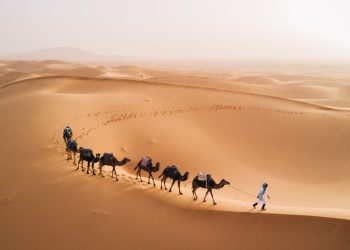 Le désert du Sahara était jadis une savane verdoyante