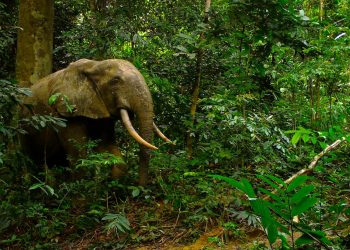 Combien reste-t-il d’éléphants de forêt au Gabon ?
