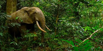 Combien reste-t-il d’éléphants de forêt au Gabon ?