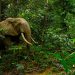 Combien reste-t-il d’éléphants de forêt au Gabon ?