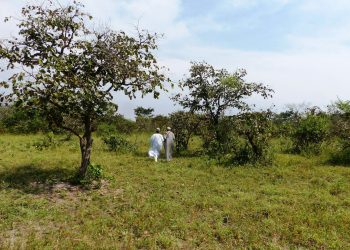 Comment mesure-t-on la perte de biodiversité ? L’exemple de l’Afrique