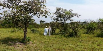 Comment mesure-t-on la perte de biodiversité ? L’exemple de l’Afrique