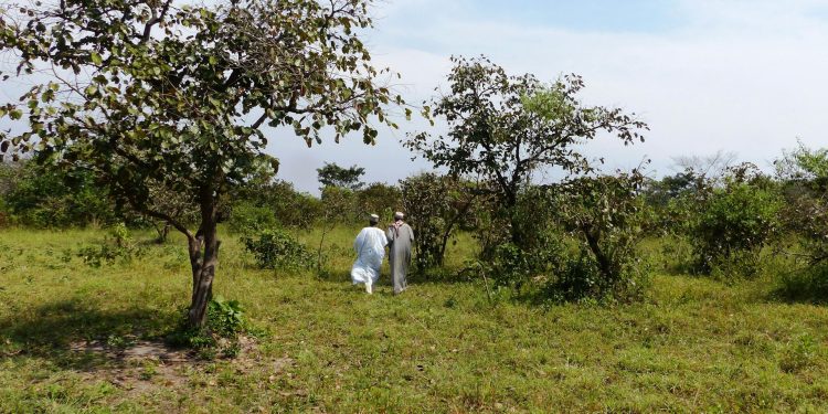 Comment mesure-t-on la perte de biodiversité ? L’exemple de l’Afrique