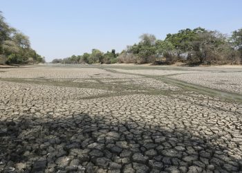 Zambie : la sécheresse ravage les récoltes