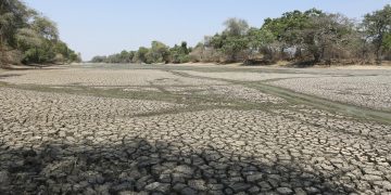 Zambie : la sécheresse ravage les récoltes