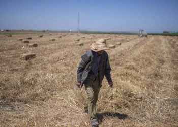 Au Maroc, l'agriculture reprend des couleurs après des années de sécheresse image principale
