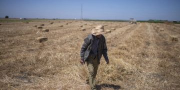 Au Maroc, l'agriculture reprend des couleurs après des années de sécheresse image principale