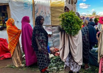«C'est ma seule ressource financière»: à Aweday, le khat fait vivre des milliers d'Éthiopiens image principale