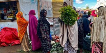 «C'est ma seule ressource financière»: à Aweday, le khat fait vivre des milliers d'Éthiopiens image principale