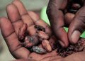 Face aux difficultés de la filière cacao, la Côte d’Ivoire et le Ghana revalorisent le prix payé aux planteurs image principa