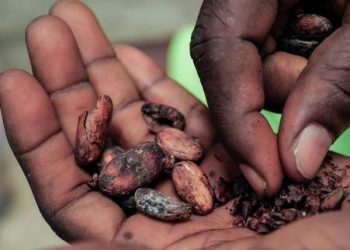 Face aux difficultés de la filière cacao, la Côte d’Ivoire et le Ghana revalorisent le prix payé aux planteurs image principa