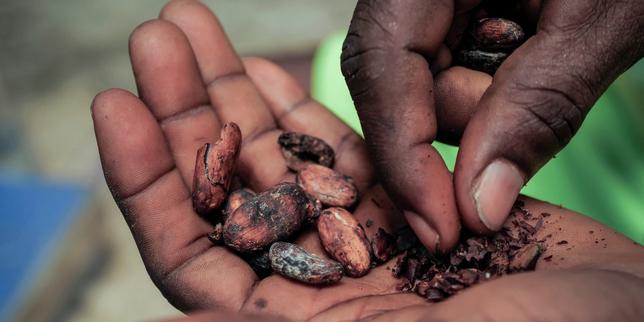 Face aux difficultés de la filière cacao, la Côte d’Ivoire et le Ghana revalorisent le prix payé aux planteurs image principale Face aux difficultés de la filière cacao, la Côte d’Ivoire et le Ghana revalorisent le prix payé aux planteurs image principale