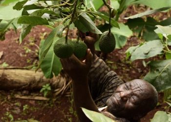 Les exportations d'avocats du Kenya, victimes collatérales de la guerre au Moyen-Orient image principale