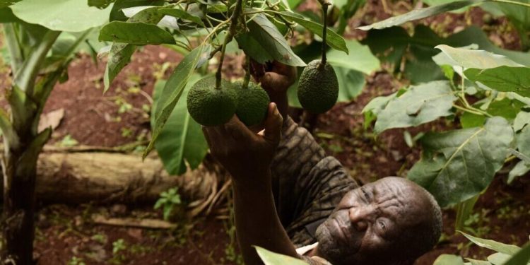 Les exportations d'avocats du Kenya, victimes collatérales de la guerre au Moyen-Orient image principale