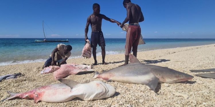 Madagascar: à bord avec les Vezo, pêcheurs itinérants menacés par la surpêche image principale