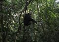 En Ouganda, une «guerre civile» entre chimpanzés fait rage depuis des années et intrigue les chercheurs image principale
