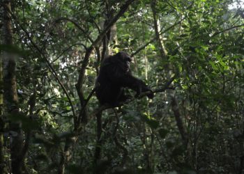 En Ouganda, une «guerre civile» entre chimpanzés fait rage depuis des années et intrigue les chercheurs image principale