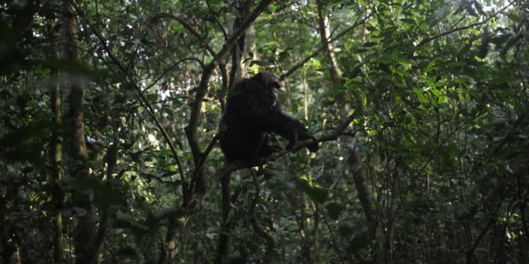En Ouganda, une «guerre civile» entre chimpanzés fait rage depuis des années et intrigue les chercheurs image principale