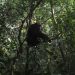 En Ouganda, une «guerre civile» entre chimpanzés fait rage depuis des années et intrigue les chercheurs image principale