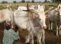 Nigeria: une quarantaine d'éleveurs peuls tués par des miliciens nigérians et béninois image principale