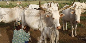 Nigeria: une quarantaine d'éleveurs peuls tués par des miliciens nigérians et béninois image principale