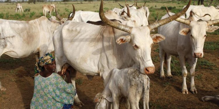Nigeria: une quarantaine d'éleveurs peuls tués par des miliciens nigérians et béninois image principale