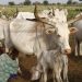 Nigeria: une quarantaine d'éleveurs peuls tués par des miliciens nigérians et béninois image principale