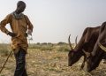 Cameroun: des récoltes insuffisantes pour soulager les familles face à la crise alimentaire image principale
